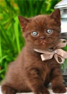 KEDİCİ MİSİN TESTİ