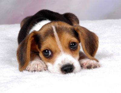 What Breed Of Dog Are You?