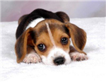What Breed Of Dog Are You?