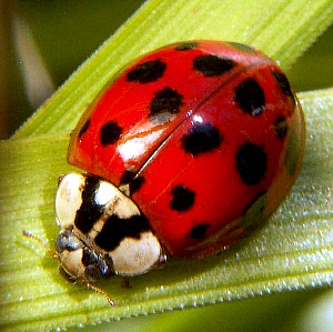 What Kind Of Bug Are U!?!
