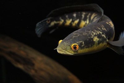 Ikan channa favorit