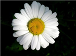 Hediye Gönder