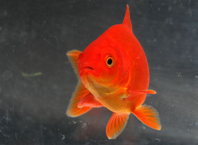 What Fish Are You