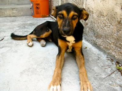 Should Globalize This Adopt This Dog?