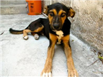 Should Globalize This Adopt This Dog?