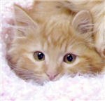 Kittens...