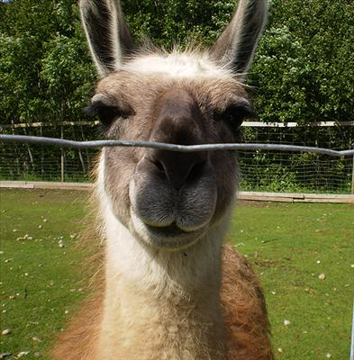 Are You An Alpaca Or A Llama?