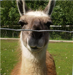 Are You An Alpaca Or A Llama?