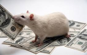 Test Definitivo Si Eres Niño Rat