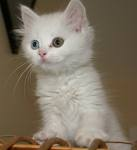 Are You A Dog Lover Or A Cat Lover?