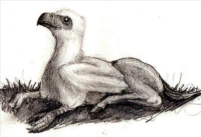 What Harry Potter Creature Are You?