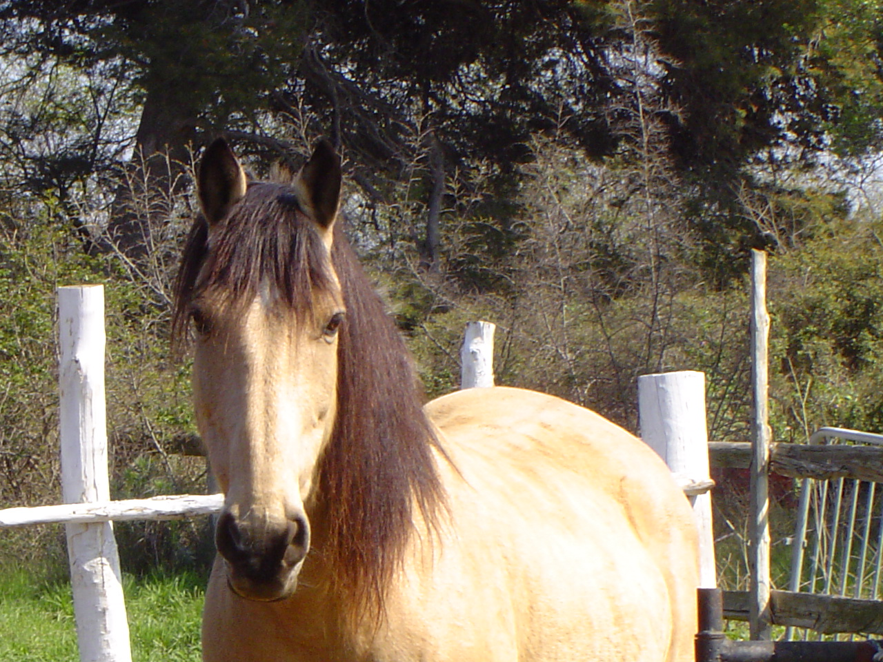 Quel Cheval T'irais Le Mieux  ?