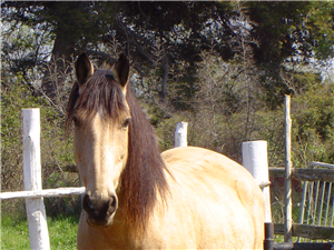 Quel Cheval T'irais Le Mieux  ?