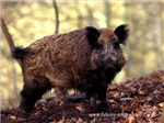 La Chasse Bien Ou Pas Bien?