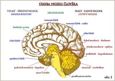 Inteligence Xd