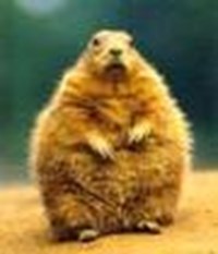 Try To Kill Hamsters