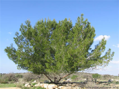 אפשרות 2