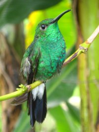 Que Tanto Sabes Sobre Aves Colombianas???
