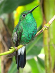 Que Tanto Sabes Sobre Aves Colombianas???