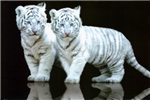 Which Animal Are You In Your After Life?