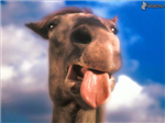 Mas Rad Kone?