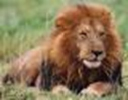 What Animal Spirit Lives Inside You?