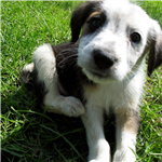 Puppy Sender