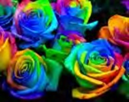 What Colour Are You