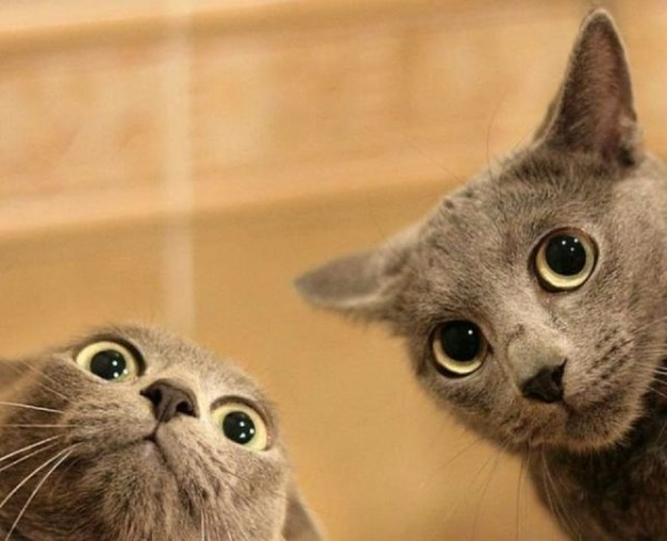 ¿Que Tipo De Gato Eres?