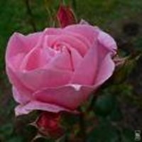 Quel Genre De Fleur Est-Tu ?