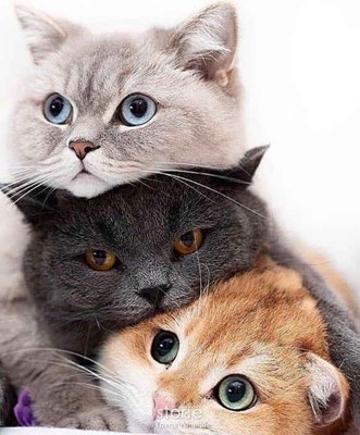 Kucing Kuis