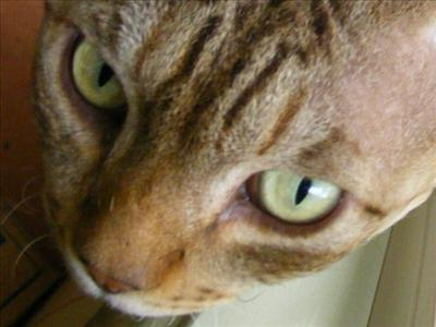 Are You A Real Cat Lover?