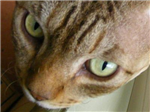 Are You A Real Cat Lover?