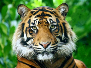 ¿Que Tanto Sabes De Animales?
