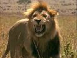 What Kind Of Animal Are You?