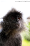 Give Your Friend A Monkey