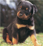 Chien Ou Cheval ?