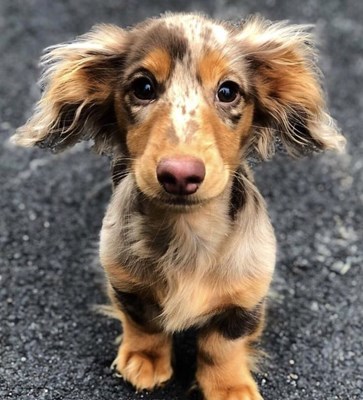 Quel Chien Est Tu 