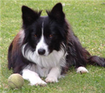 Köpekleri İyi Tanıyor Musun ?