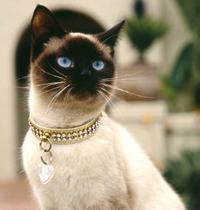 Che Gatto Sei?