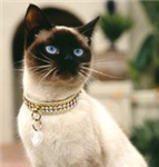 Che Gatto Sei?