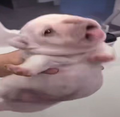 Hangi pibble karakterisin👅