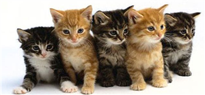 Nasıl Bir Kedi Almalısın :D