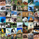 Quel Animal Étais-Tu Dans Une Vie Antérieur? ;)