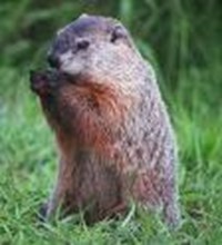 Are You A Groundhog Or Sasquatch