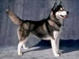 What Type Of Dog Are You?