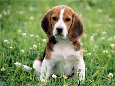Hangi Köpeksin