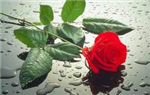 Send Rose Gift