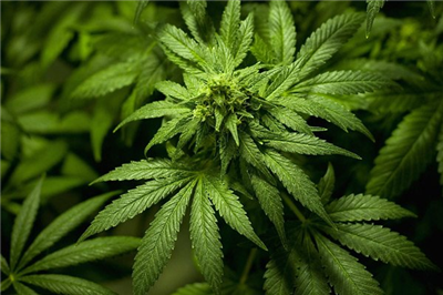 Legalize Cannabis - Scandinavia