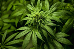 Legalize Cannabis - Scandinavia